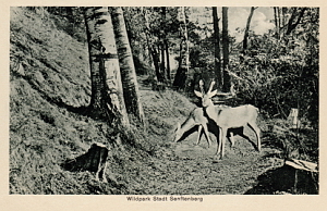 Senftenberg